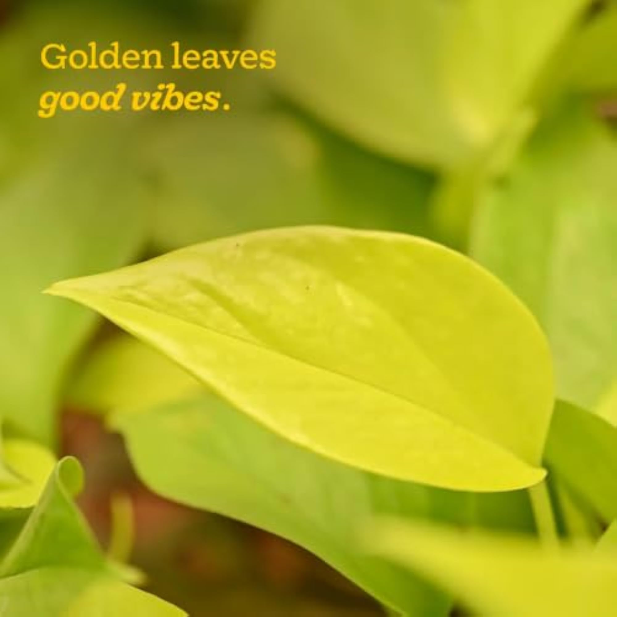 Golden Money Plant Indoor with Self Watering Pot